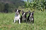 BOSTON TERRIER 106